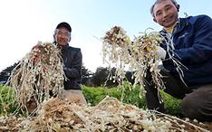 The Honam National Institute of Biological Resources on Oct. 29 announced that the plant stachys affinis, aka artichoke betony, is effective in improving short-term memory. (Yonhap News)