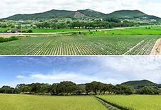 200년 이상 마을 보호 '고창 삼태마을숲'…천연기념물 지정 예고