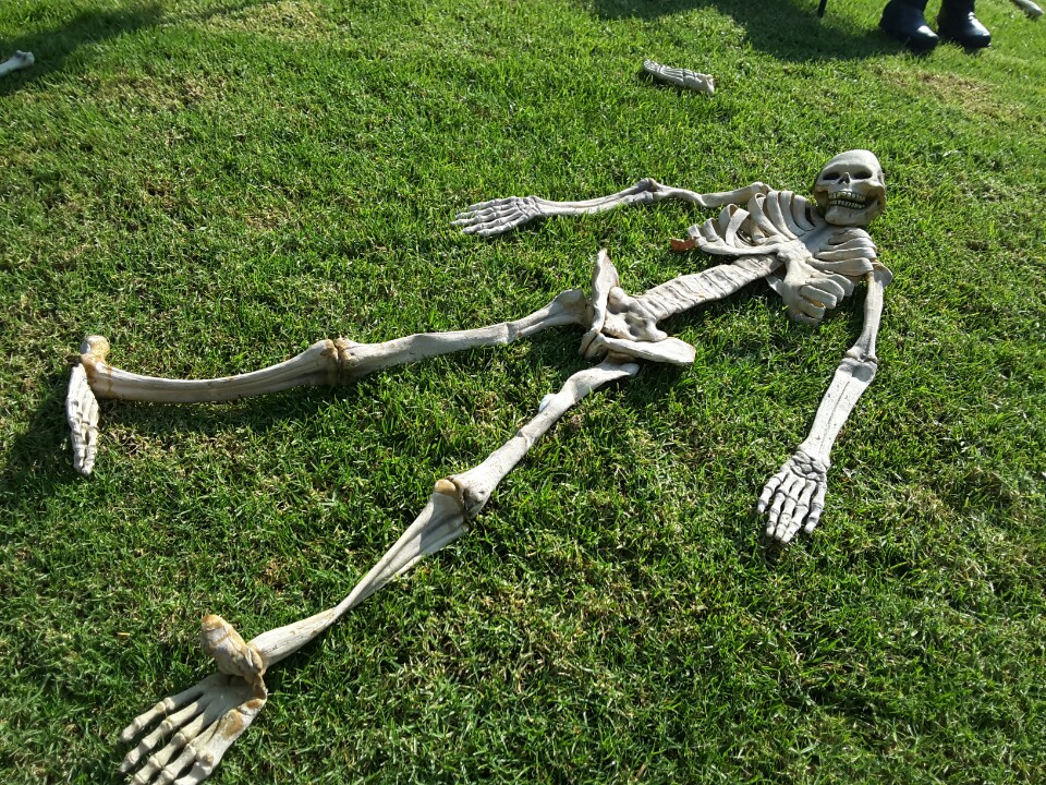 잔디 위에 진열한 해골과 뼈 할로윈 장식