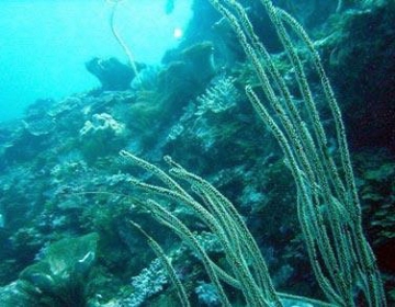 @ 하와이 주립대 마노아 캠퍼스의 연구팀이 산호의 백화 현상을 방지하기 위한 연구에 박차를 가하고 있다. 출처: 하와이 주립대학교.