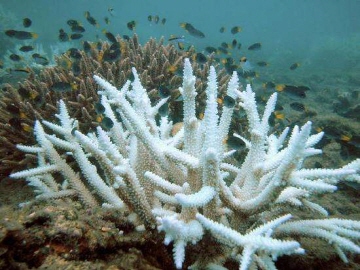   @ 하와이 주립대 마노아 캠퍼스의 연구팀이 산호의 백화 현상을 방지하기 위한 연구에 박차를 가하고 있다. 출처: 하와이 주립대학교.