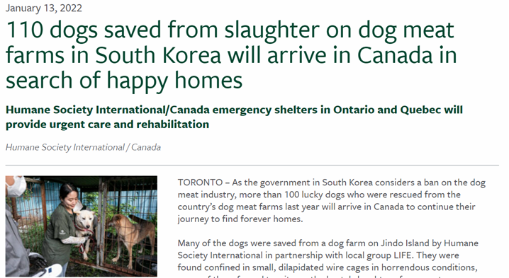<한국 진도에서 구조한 110마리 개에 대한 기사 - 출처 : 휴먼 소사이어티 인터네셔널 웹사이트>