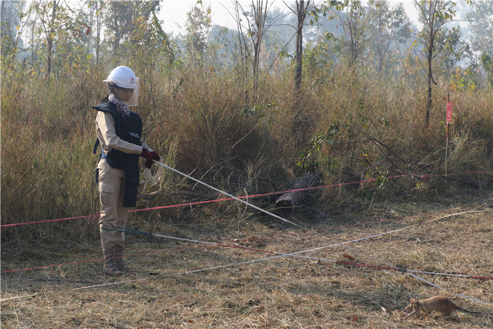 <태국 국경 인근지대에 매설된 지뢰를 찾고 있는 영웅 쥐의 모습 – 출처 : 통신원 촬영>