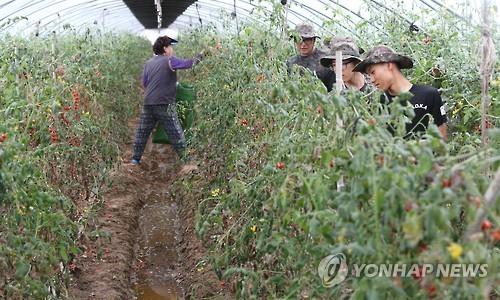 농식품부, 장마철 채소류 수급 안정대책 추진