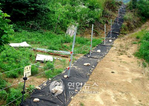 올해도 멧돼지가…자고 일어나니 수확 앞둔 옥수수밭 엉망