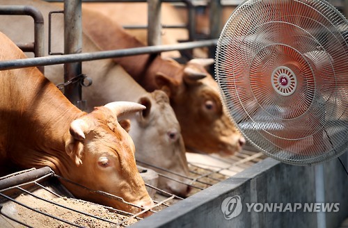 찜통더위에 가축들도 쓰러진다…벌써 134만 마리 폐사