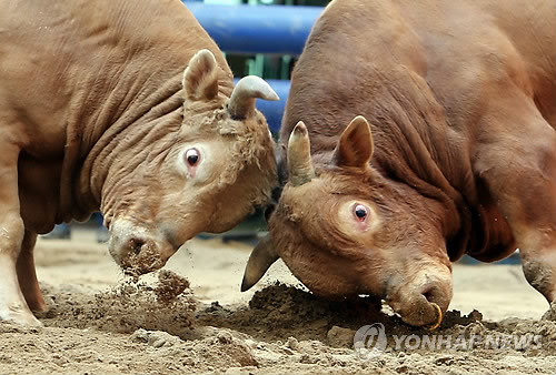 청도 소싸움경기 매출 200억 돌파…올해 300억 목표