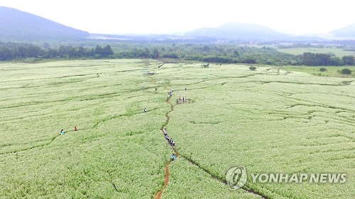 <주목! 이 조례> '생산량 1위' 제주메밀 육성 추진한다